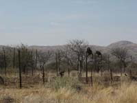 /international/2006Walvisbay/images/Okapuka/thumbnails/okapuka 010.jpg